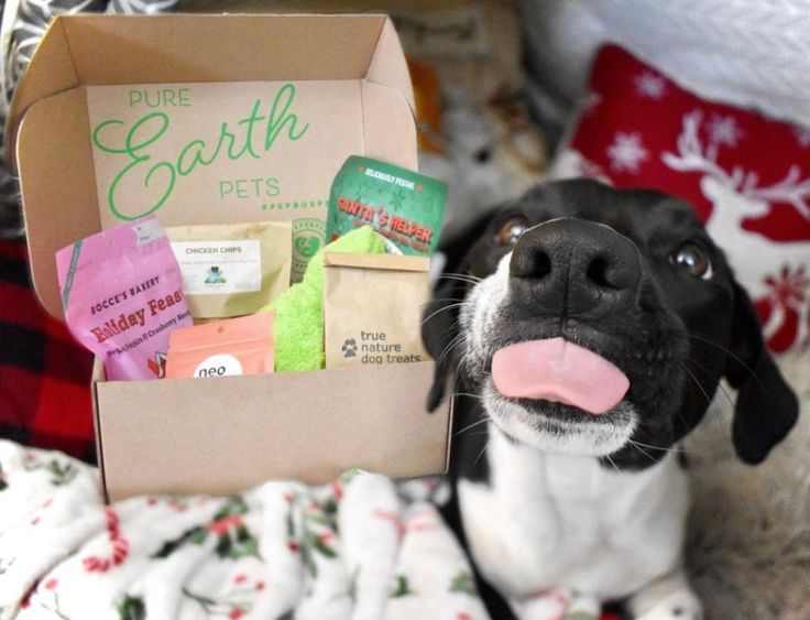 The Complete Guide to Pet Subscription Boxes, Food Deals & Accessories in 2025