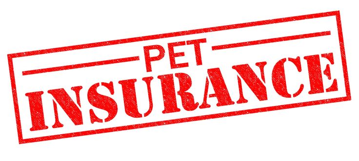 How to Get Vet Discounts & Pet Insurance Offers