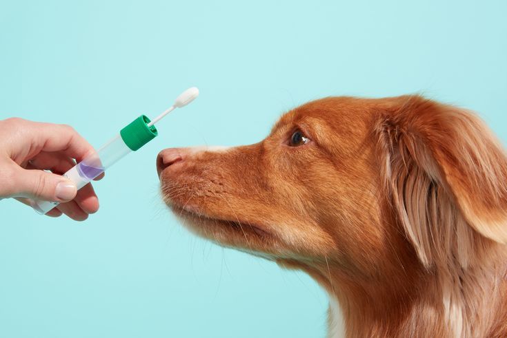 Affordable DNA Test Kits for Dogs – What to Expect